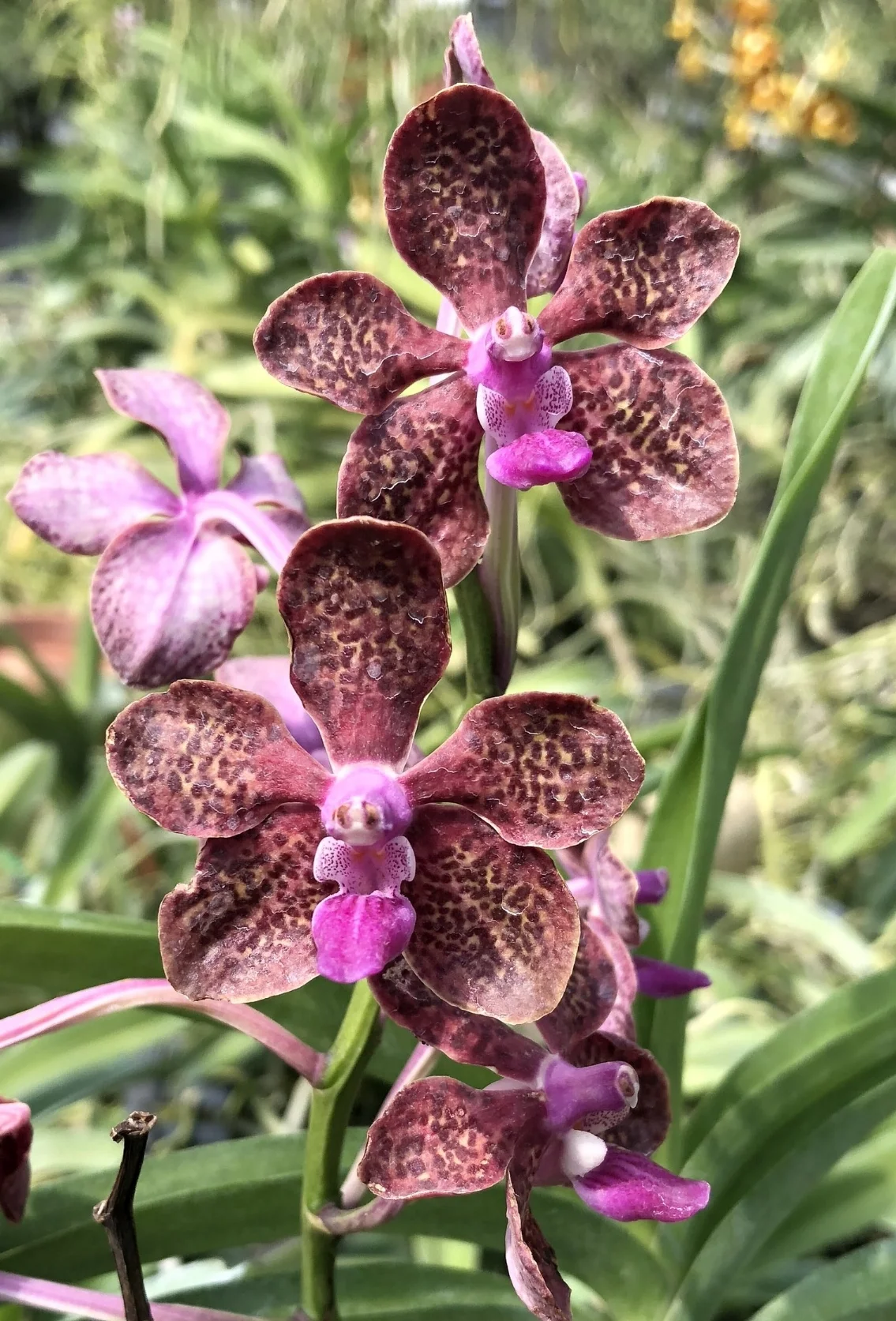 POLITICIAN（ポリティシャン） VINTAGE LAVENDER 46 Pda. Motes Purple Haze (V. Karnda 'Hampton' x Pda. Arjuna) (1872